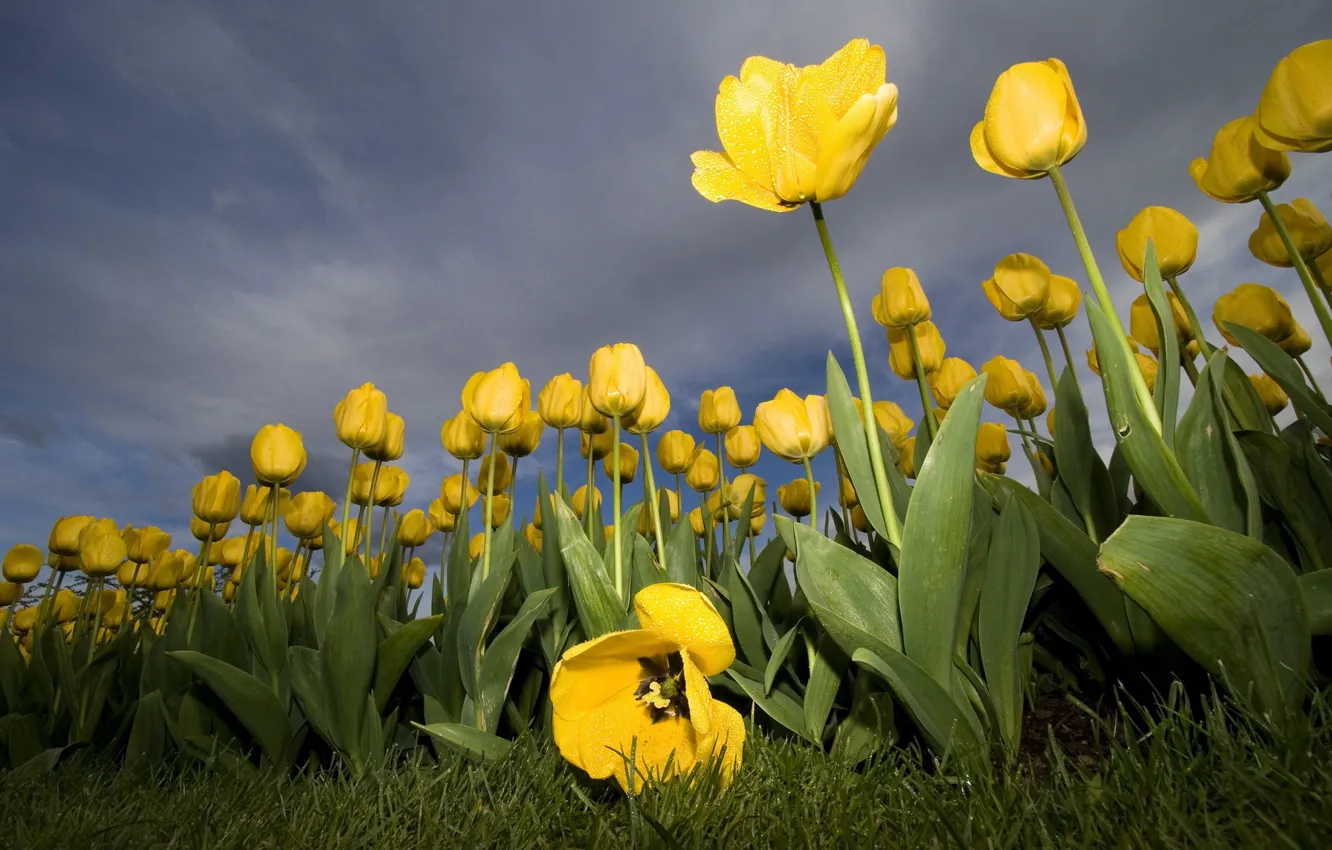 Photo wallpaper flowers, yellow, tulips