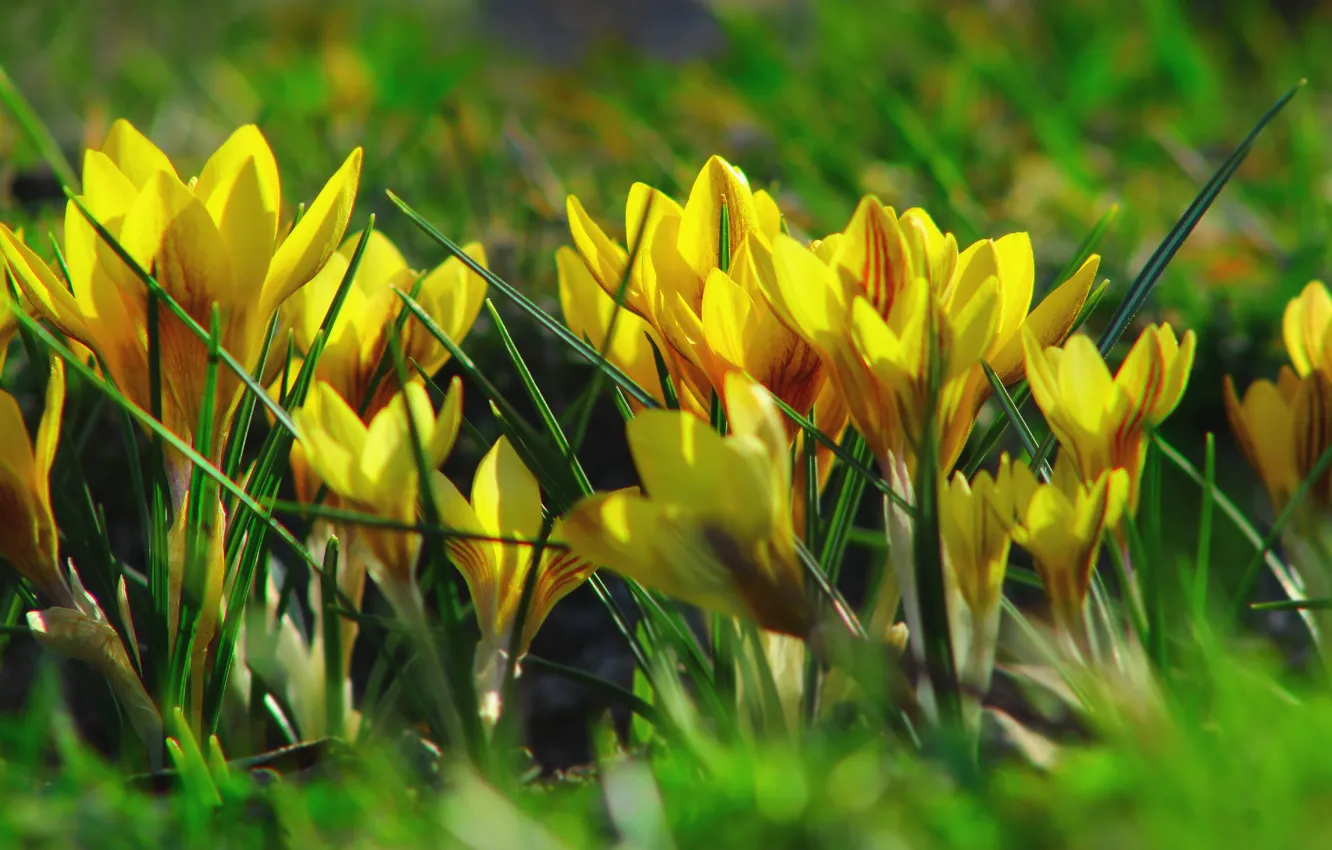 Photo wallpaper flower, spring, Crocus