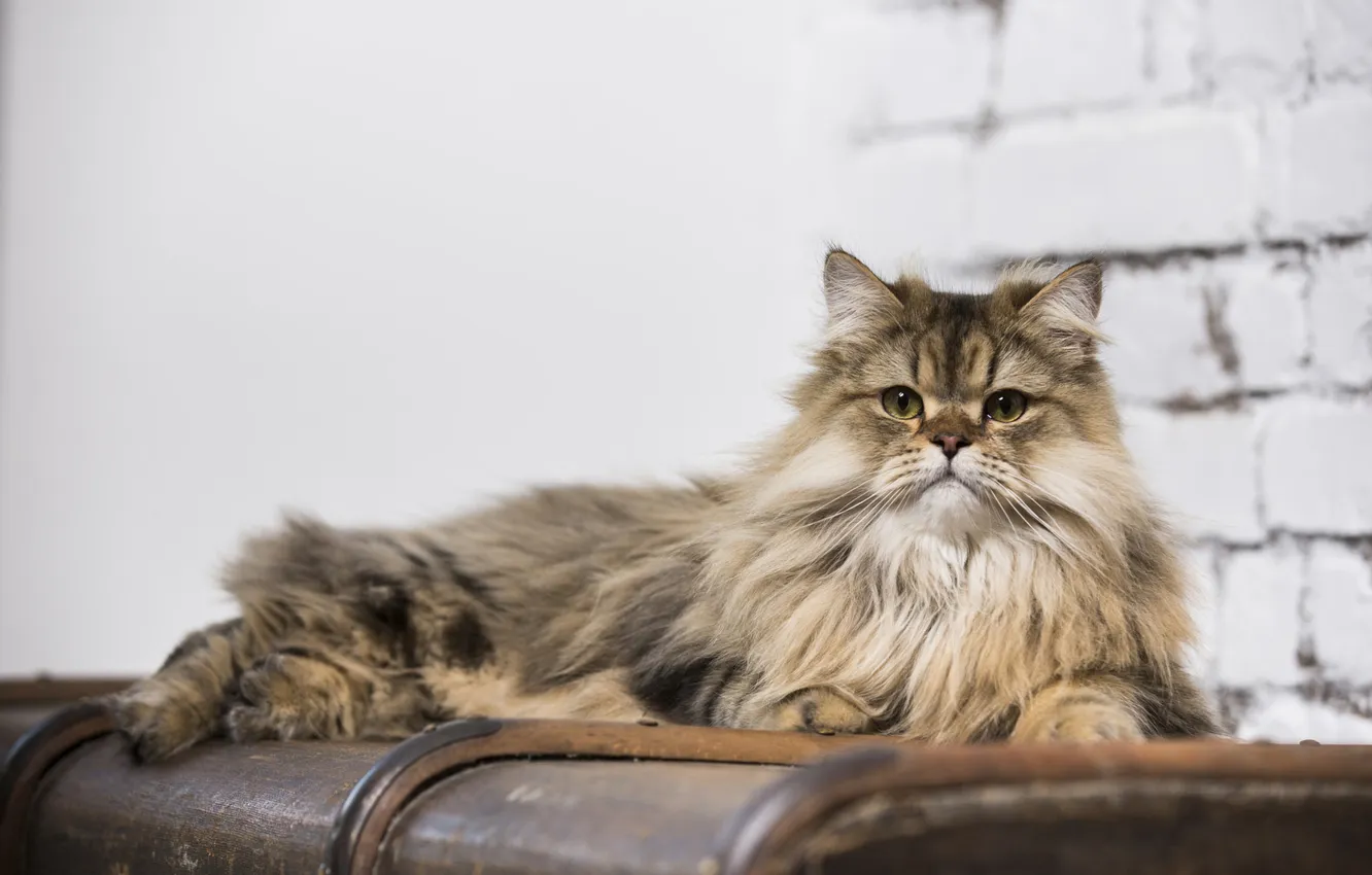 Photo wallpaper cat, cat, look, pose, face