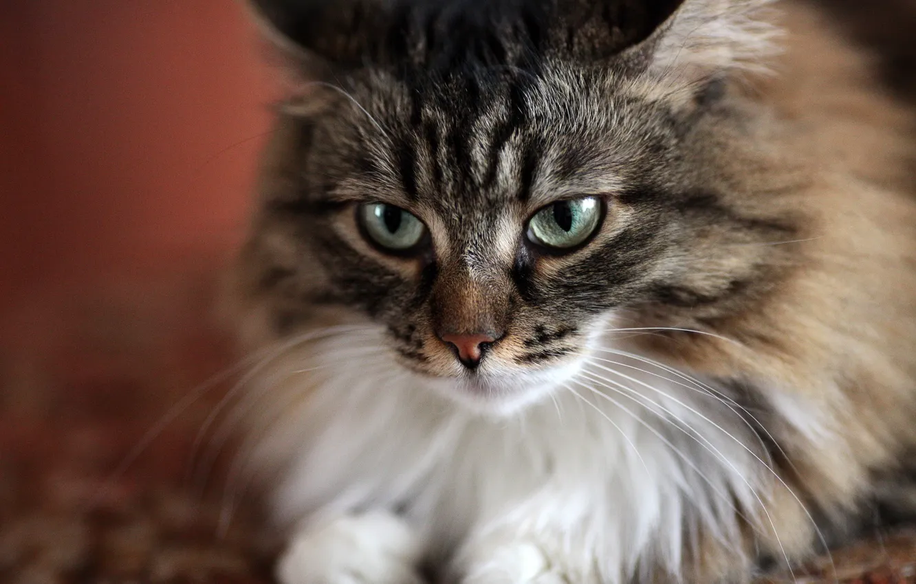 Photo wallpaper cat, eyes, Musya