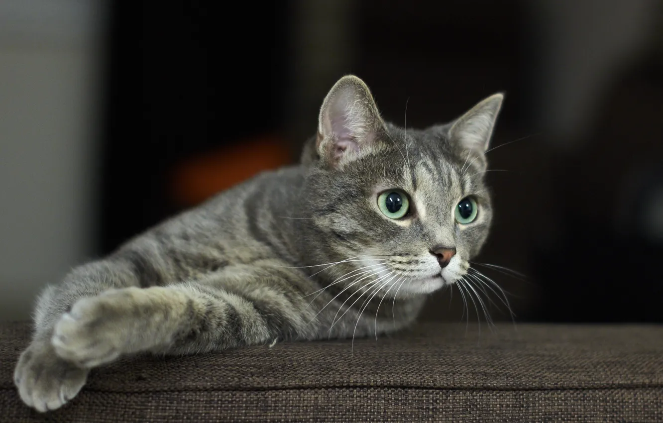 Photo wallpaper cat, cat, look