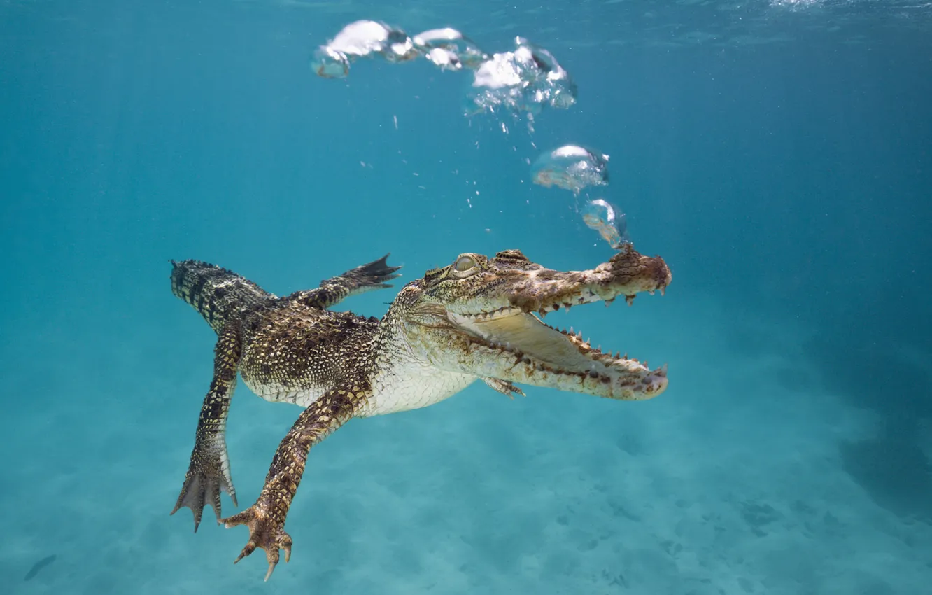 Photo wallpaper bubbles, Australia, mouth, Crocodile, under water, floats