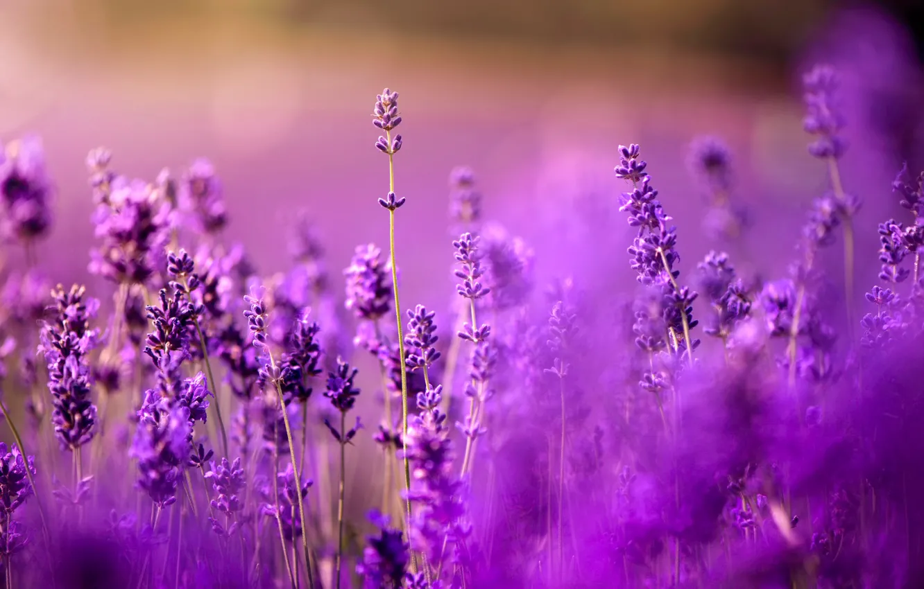 Photo wallpaper lavender, bokeh, all purple, all lilac