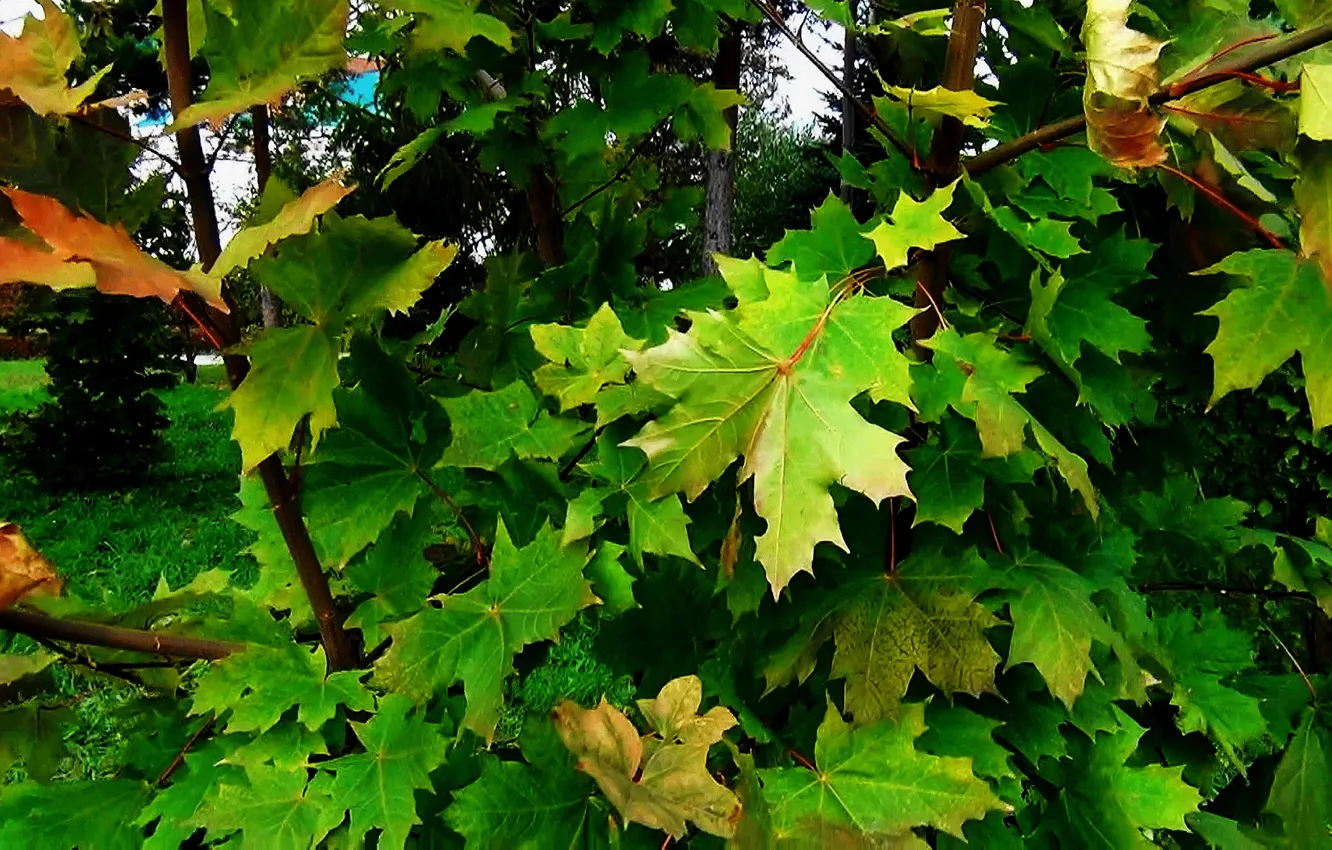 Photo wallpaper greens, autumn, leaves, nature, background