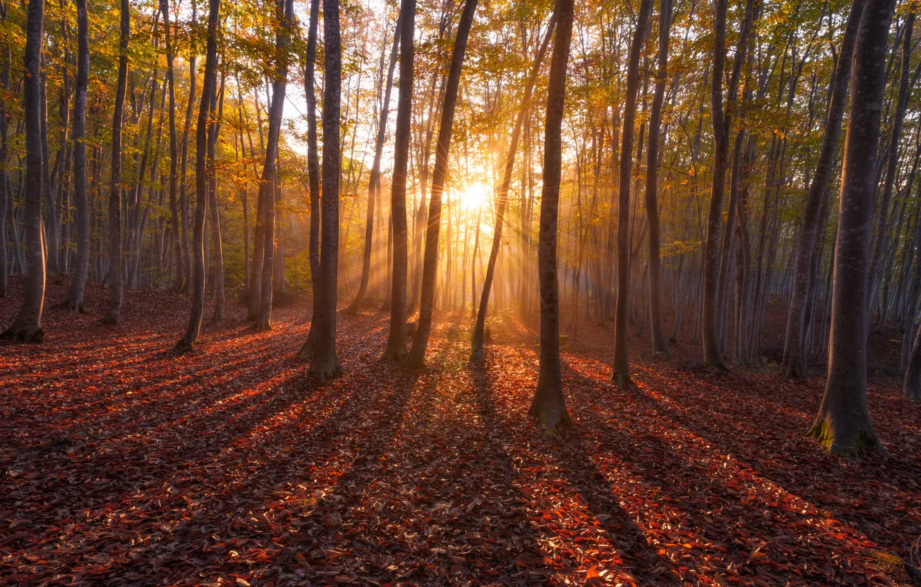 Photo wallpaper autumn, forest, leaves, the sun, rays, light, trees, trunks