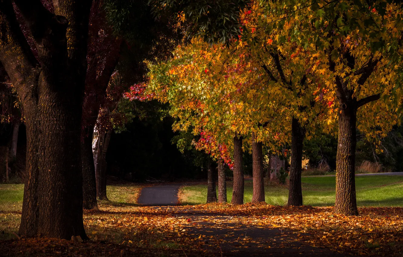 Photo wallpaper road, autumn, light, trees, Park, foliage, trunk, alley