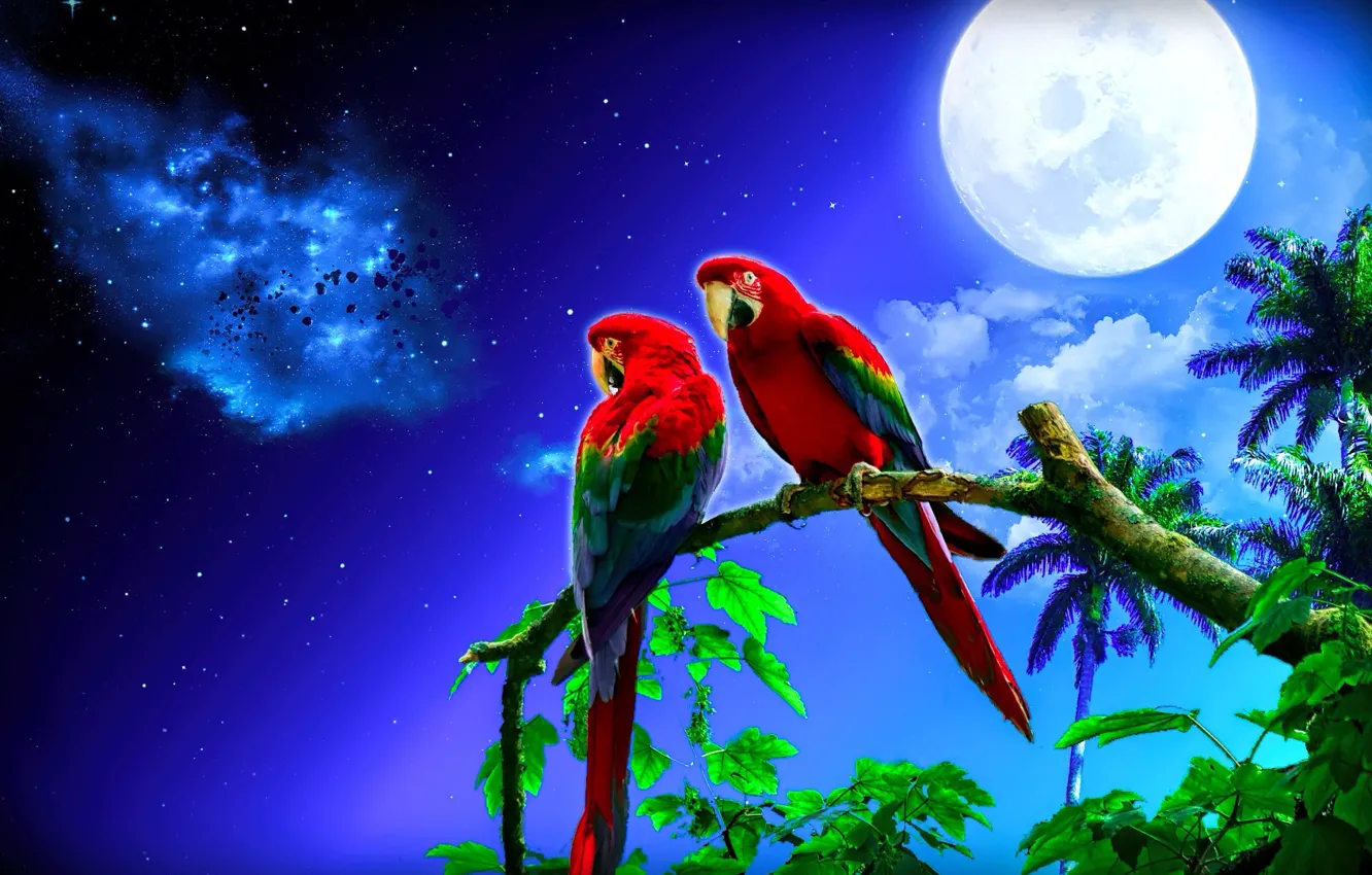 Photo wallpaper the moon, parrots, dereja, night star