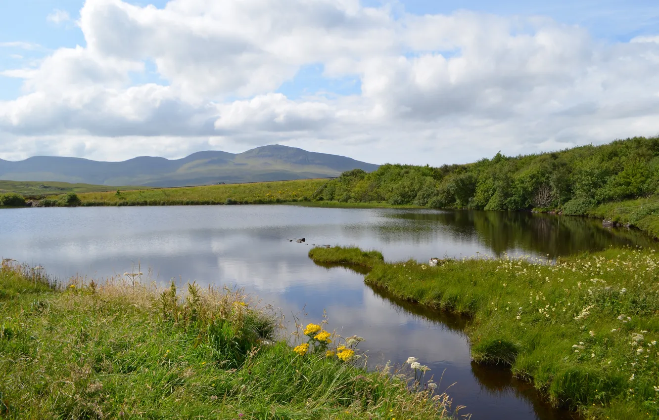 Photo wallpaper forest, the sky, grass, clouds, trees, landscape, mountains, nature
