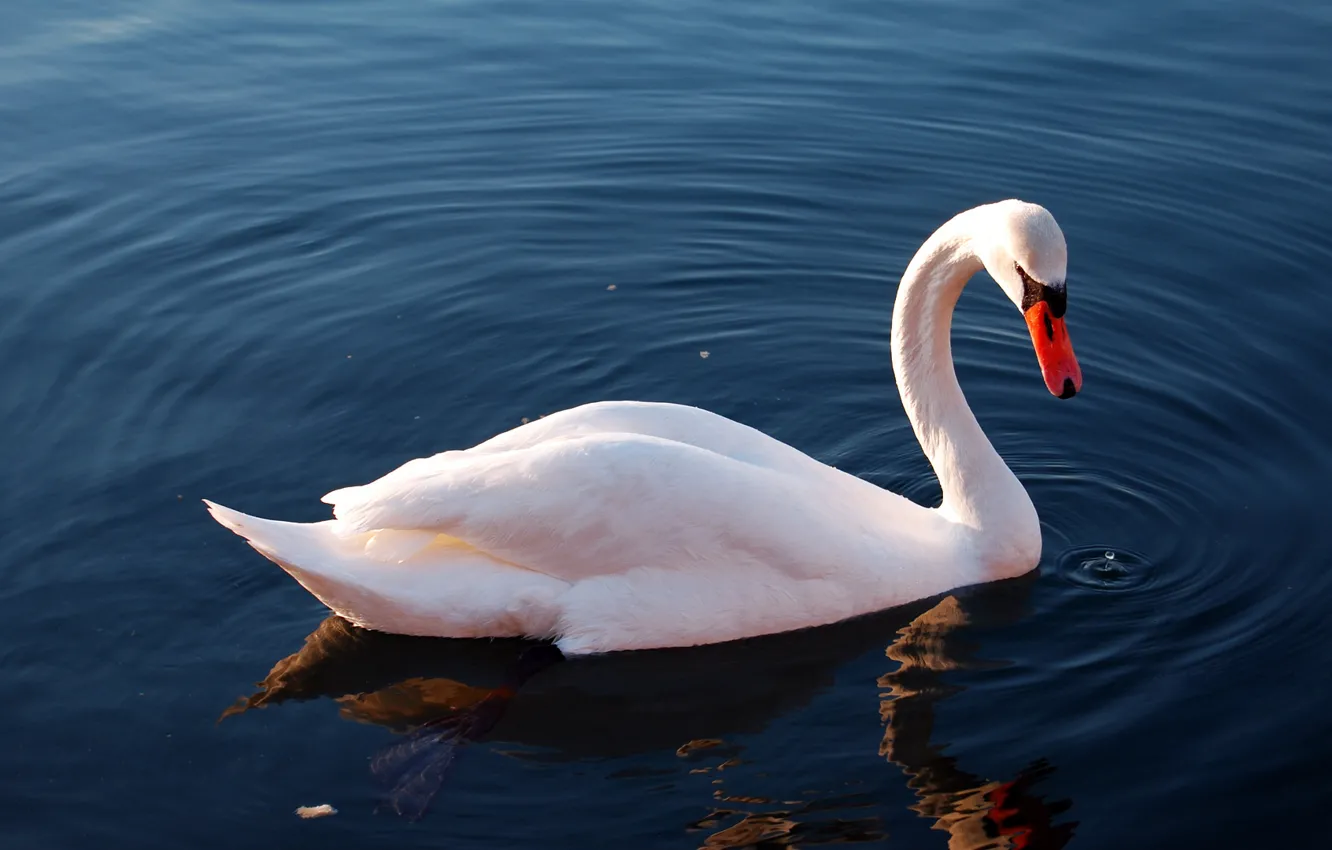Photo wallpaper water, lake, reflection, bird, Swan