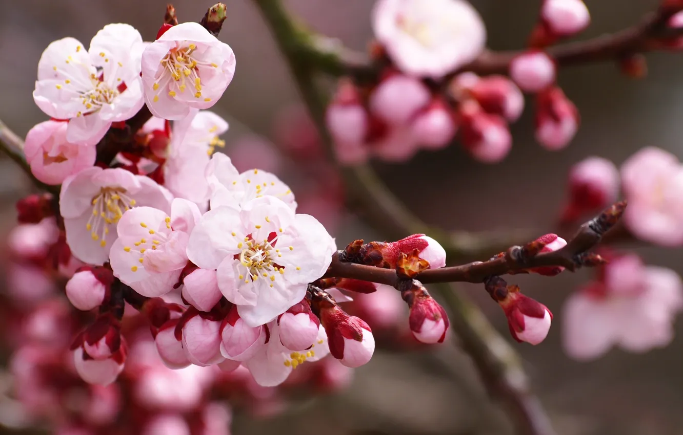 Photo wallpaper flowers, nature, cherry, branch, spring, petals, Sakura, pink
