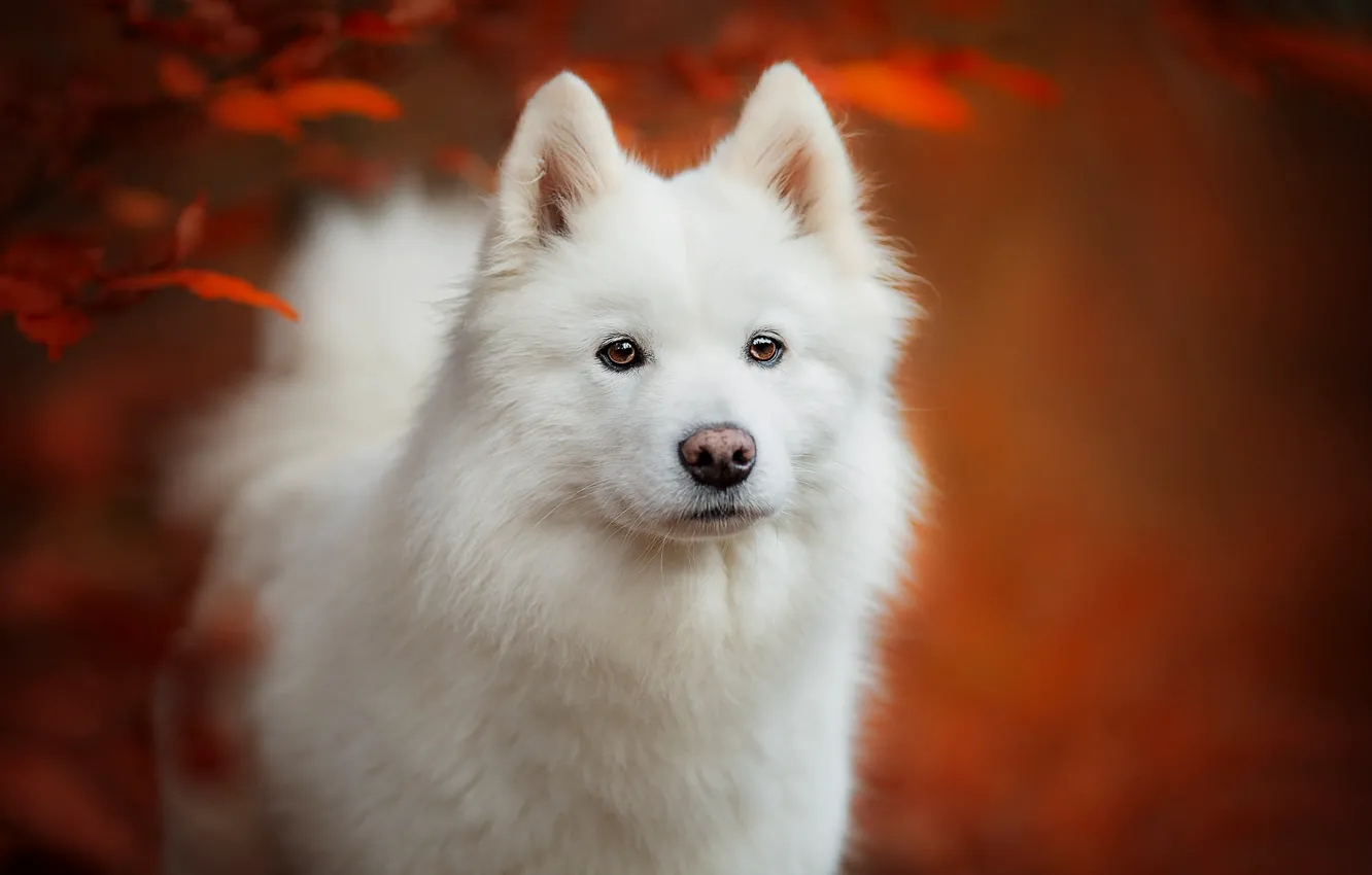 Photo wallpaper autumn, look, face, leaves, background, portrait, dog, puppy