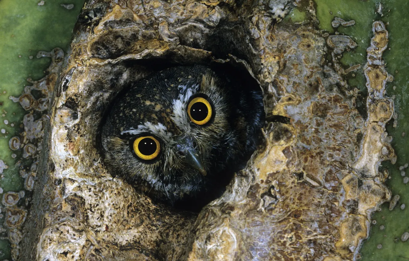 Photo wallpaper eyes, owl, the hollow