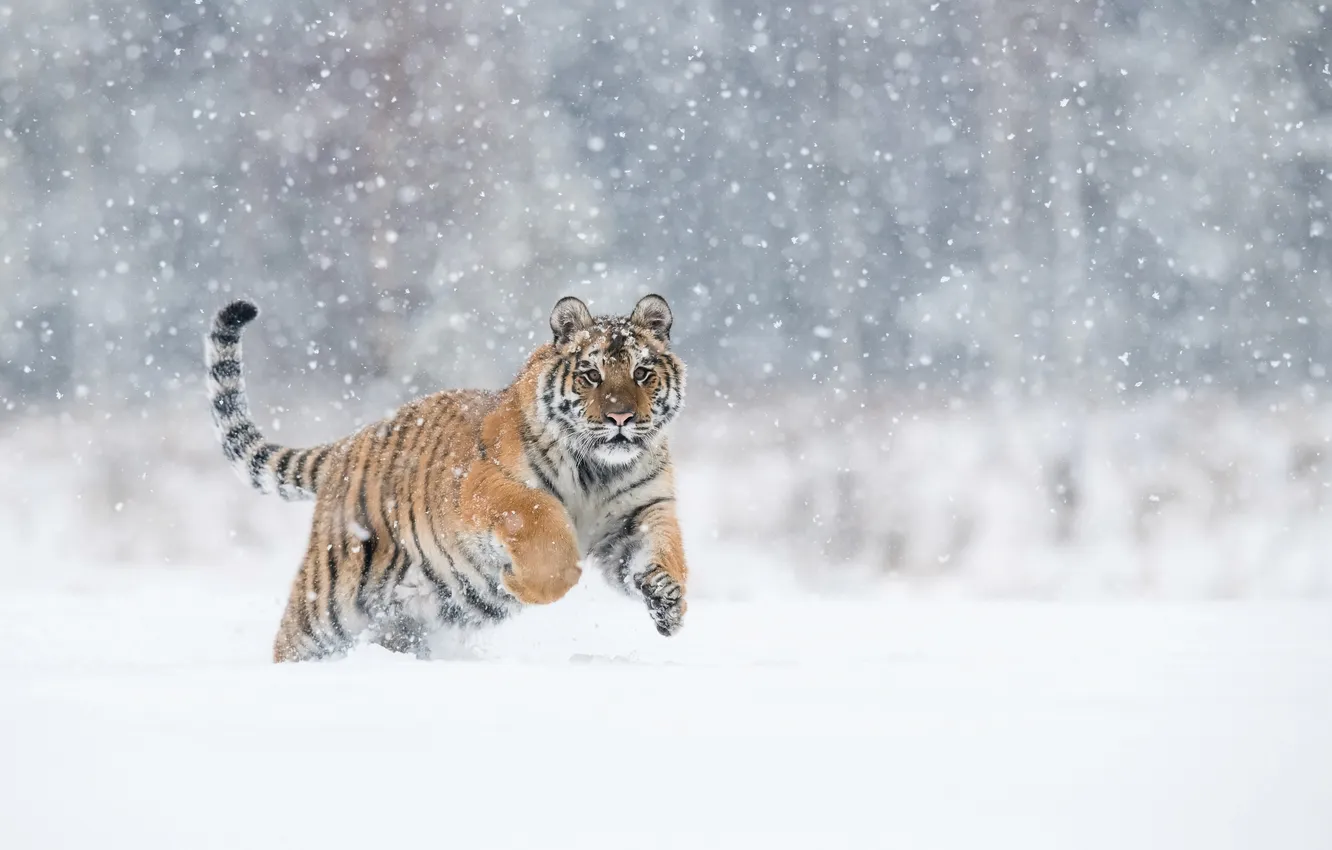 Photo wallpaper winter, snow, tiger, predator, big cat