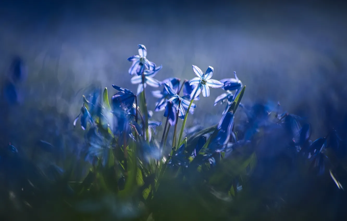 Photo wallpaper light, flowers, blue, blur, spring, bokeh, Scilla