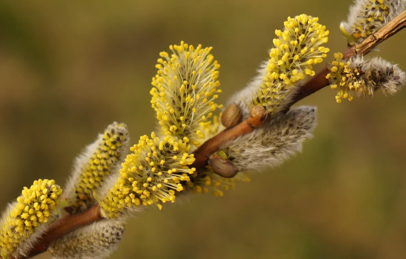 Photo wallpaper base, spring, twig