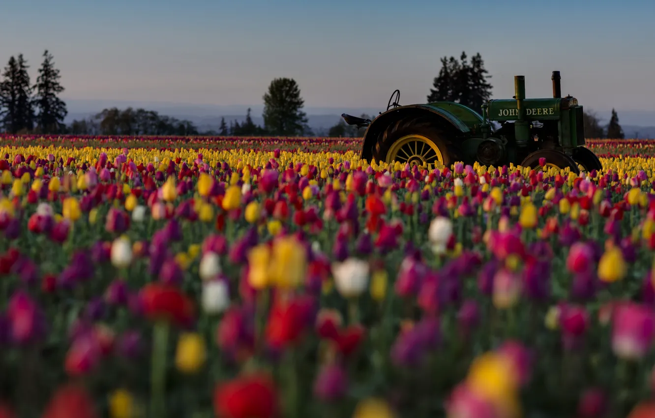 Photo wallpaper field, flowers, tractor, tulips, colorful, plantation
