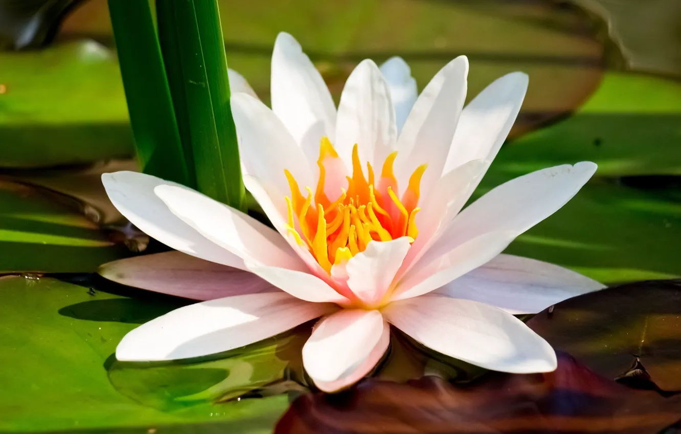 Photo wallpaper close-up, on the water, water Lily