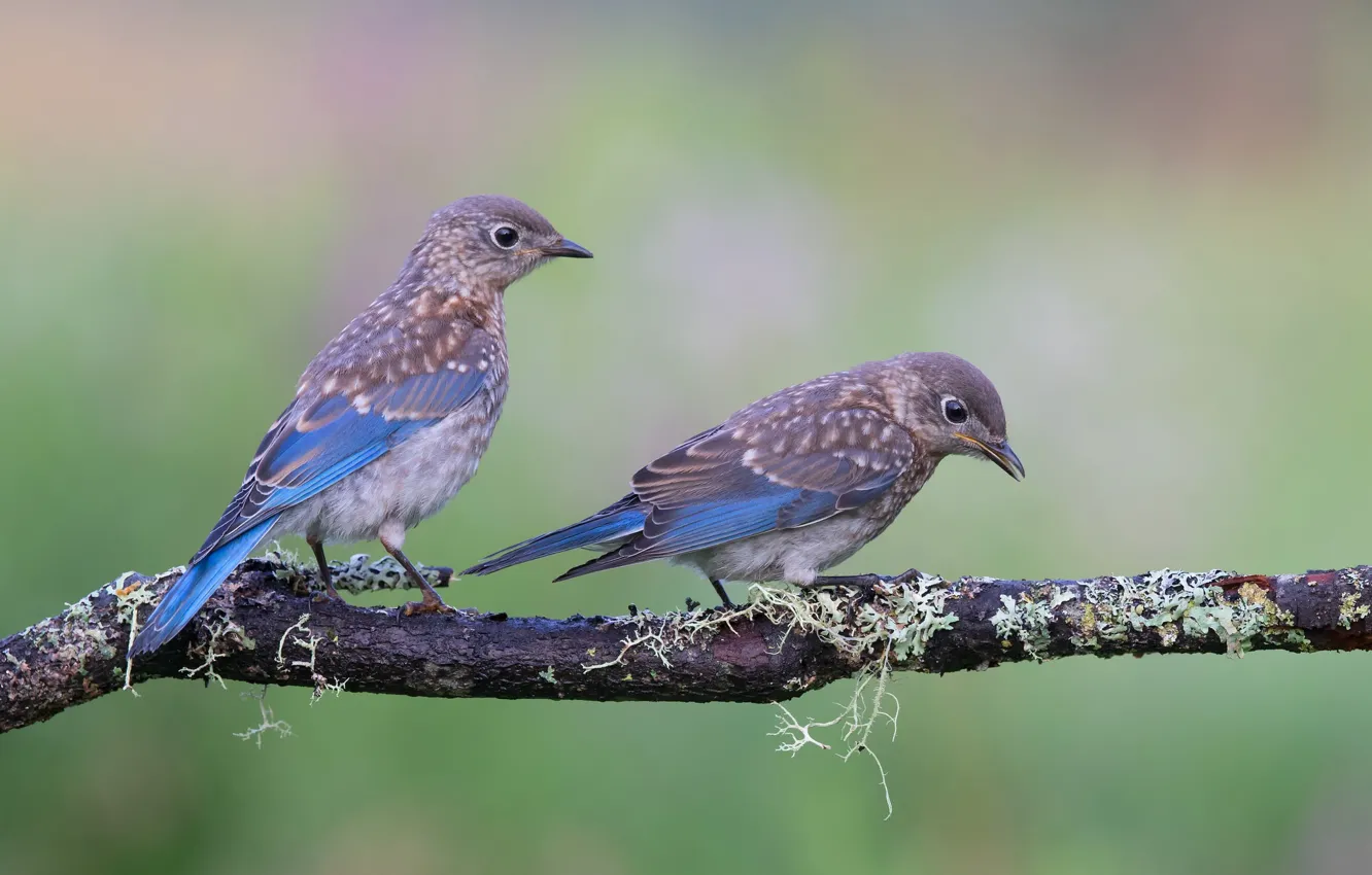 Photo wallpaper birds, branch, a couple, East sialia