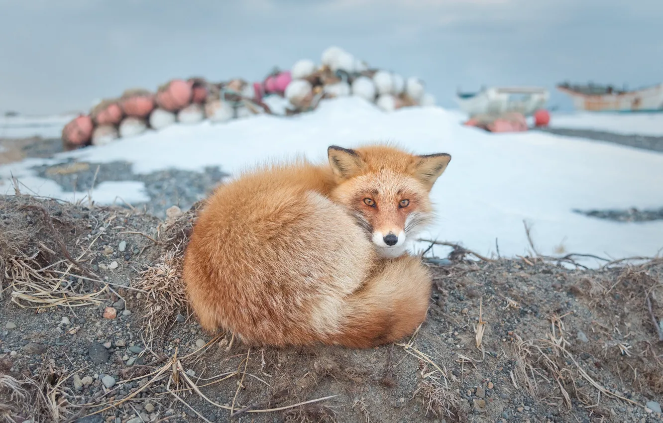 Photo wallpaper winter, sand, look, face, snow, pebbles, stones, Fox