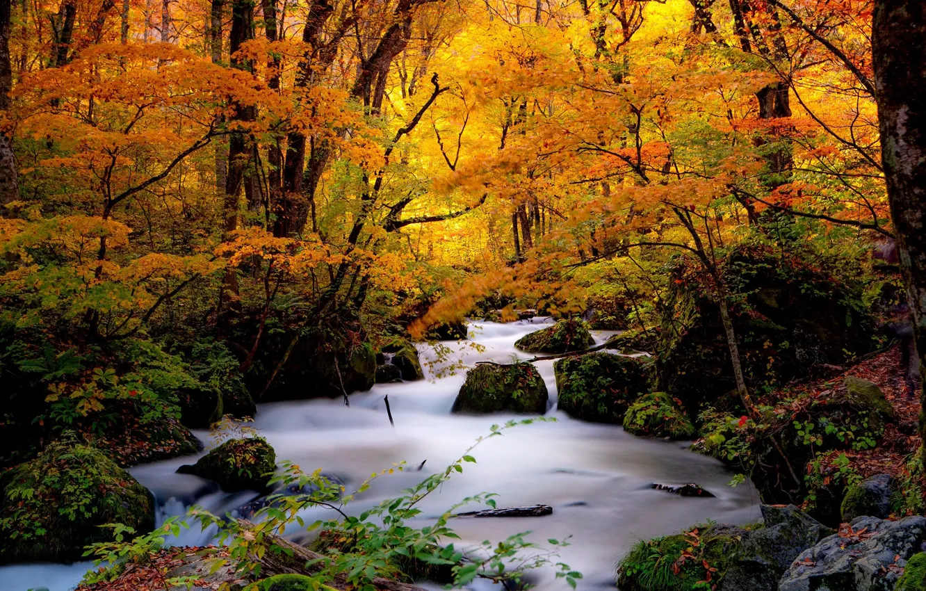 Photo wallpaper autumn, forest, trees, stream, stones, Japan, Japan, river