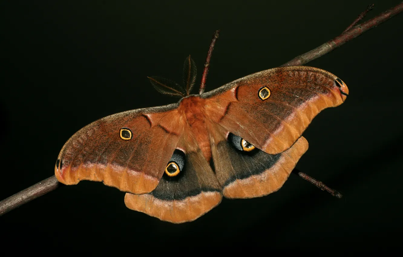 Photo wallpaper branches, butterfly, wings, antennae, black background