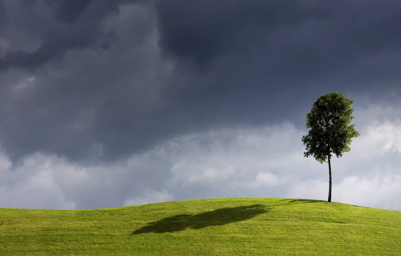 Photo wallpaper field, the sky, trees, the wind