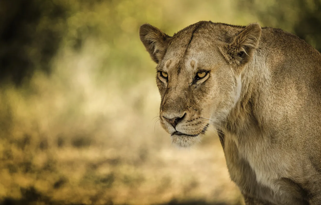 Photo wallpaper cat, look, face, lioness