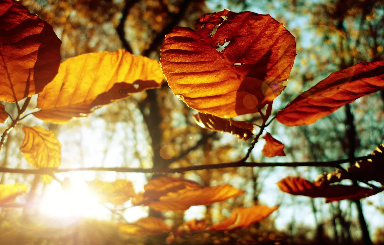 Photo wallpaper autumn, leaves, trees, photo, autumn Wallpaper, macro pictures