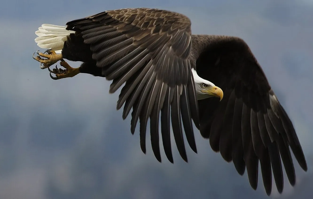 Photo wallpaper flight, bird, wings, feathers, beak, claws, stroke, predatory