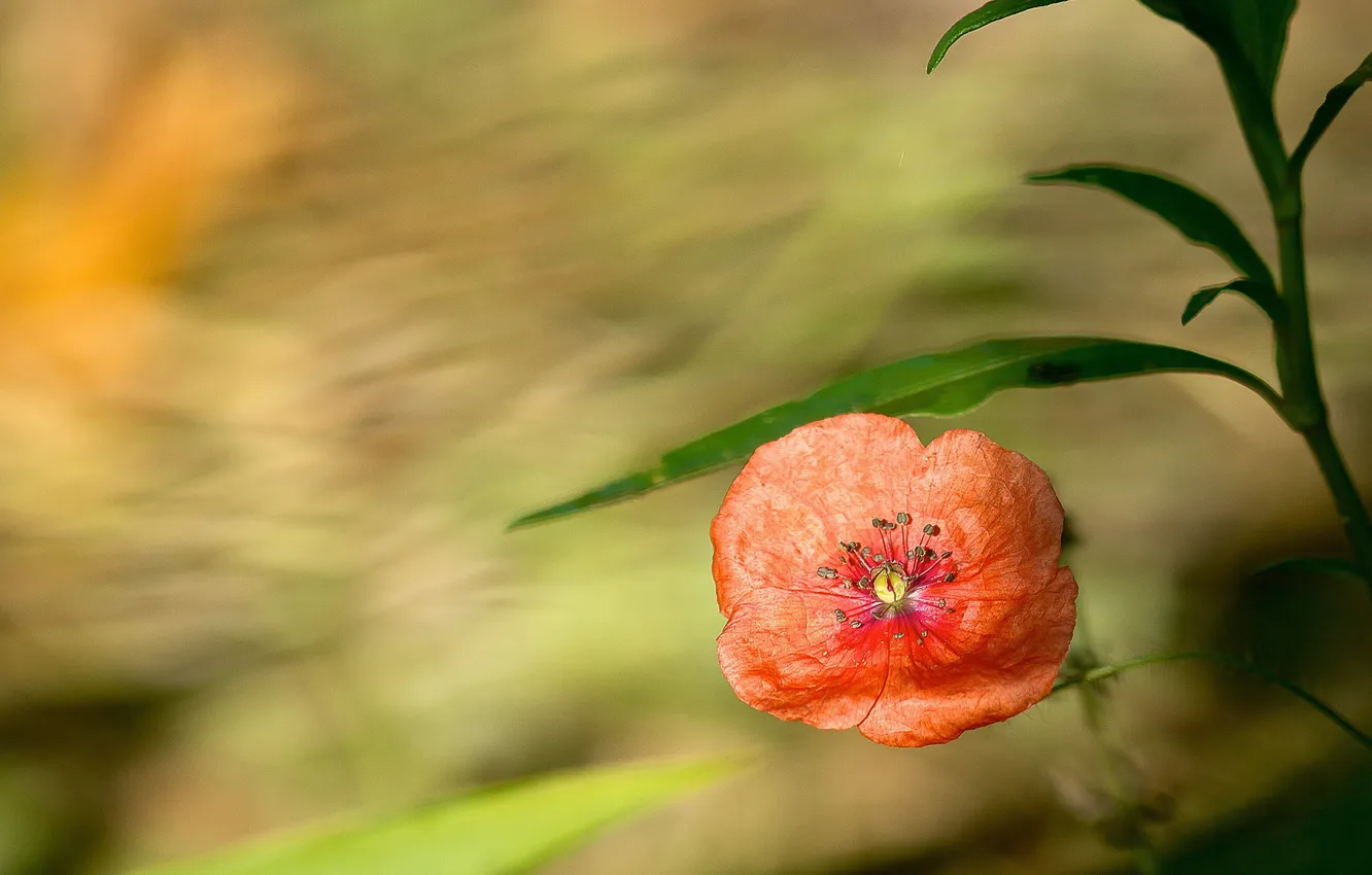 Photo wallpaper leaves, flowers, red, background, plant, Mac