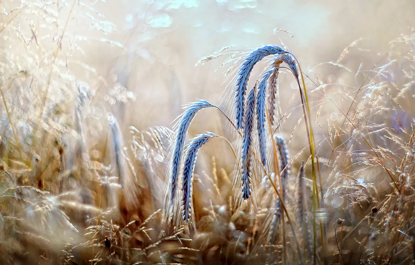 Photo wallpaper grass, macro, light, nature