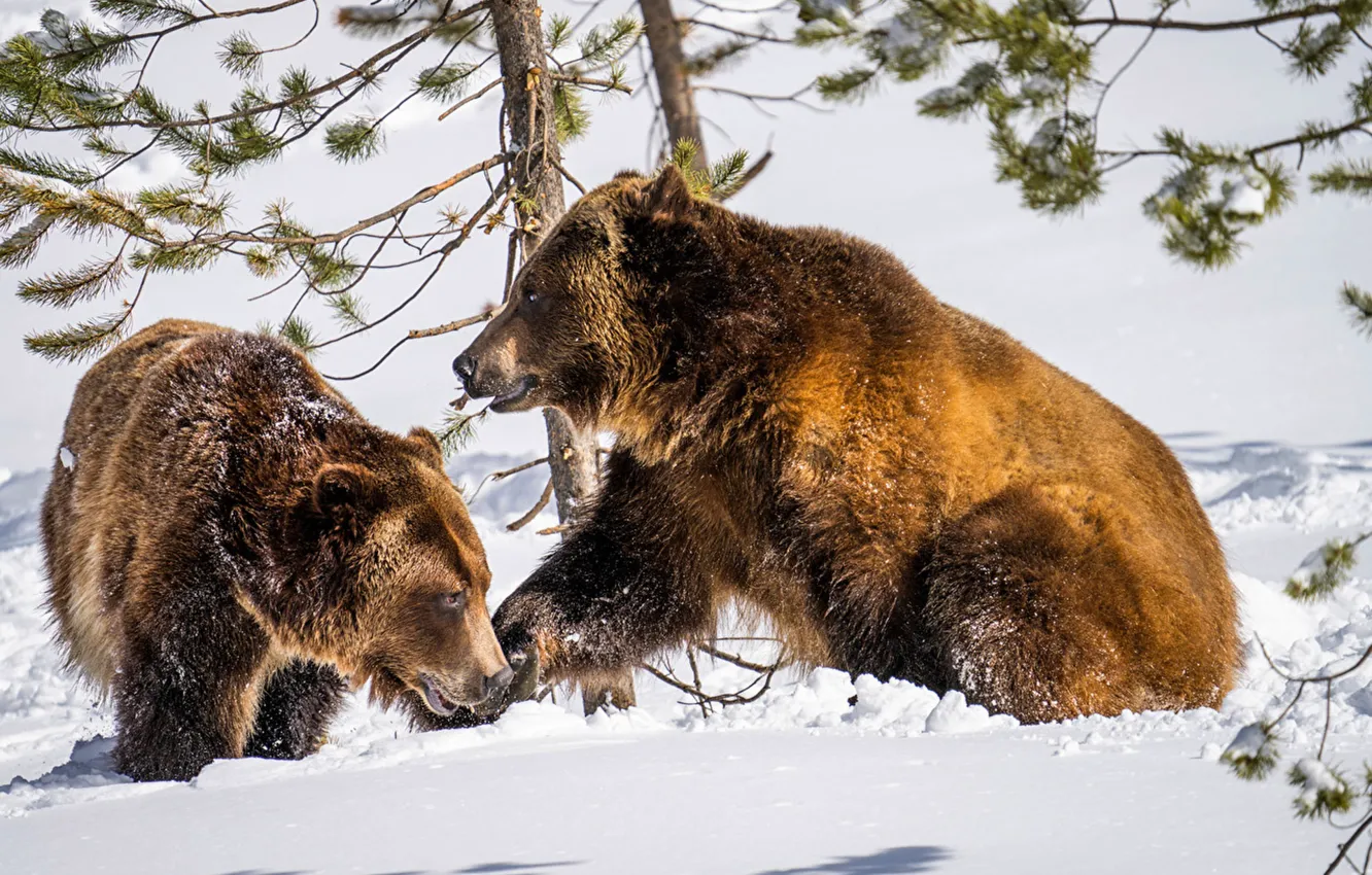 Photo wallpaper animals, snow, two, wildlife, Brown_Bears