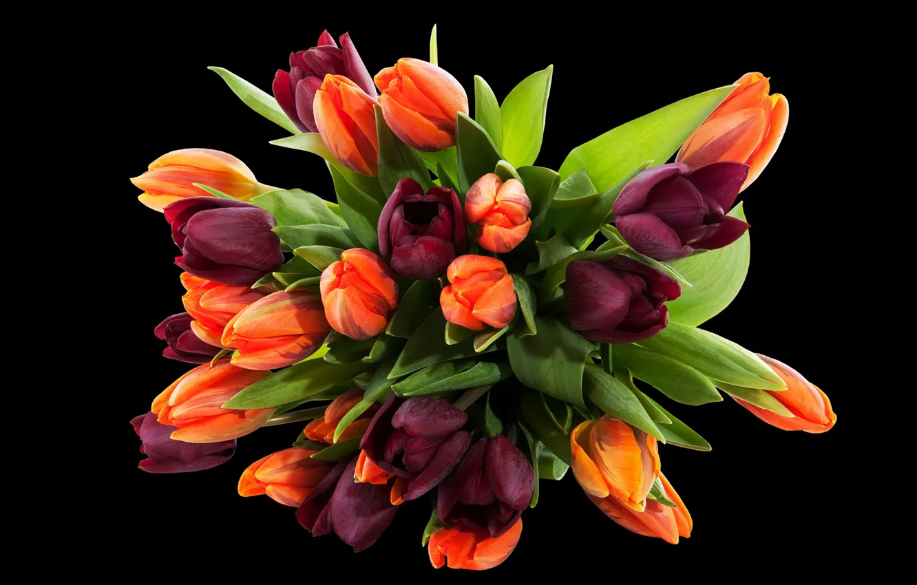 Photo wallpaper flowers, bouquet, purple, tulips, black background, orange