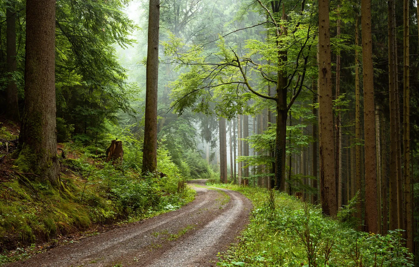 Photo wallpaper road, forest, nature