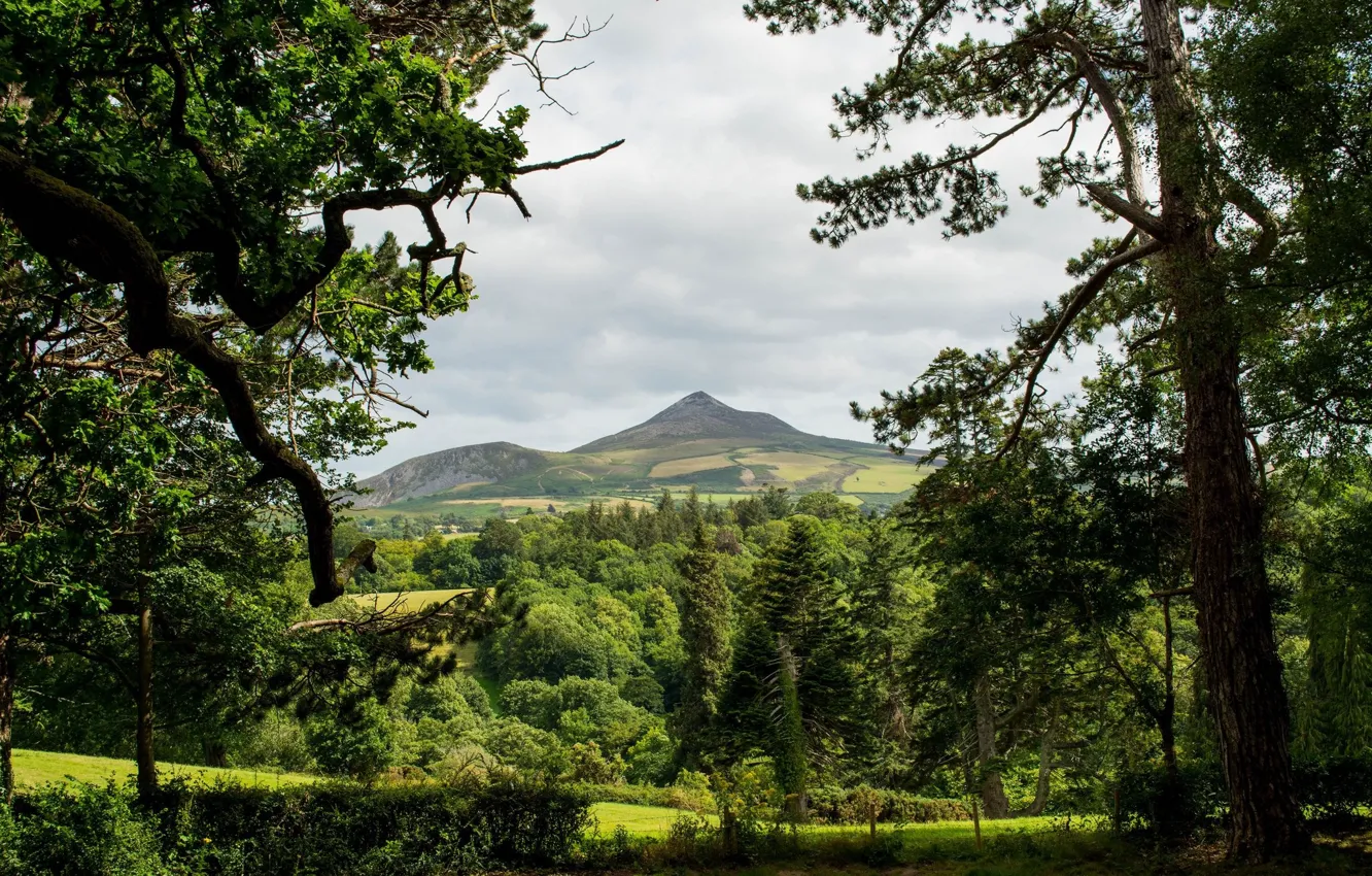 Photo wallpaper greens, forest, mountains