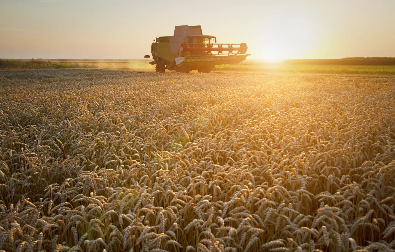 Photo wallpaper wheat, field, harvester, harvesting, combine Harvester-972Un