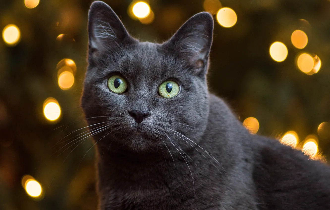 Photo wallpaper cat, look, portrait, muzzle