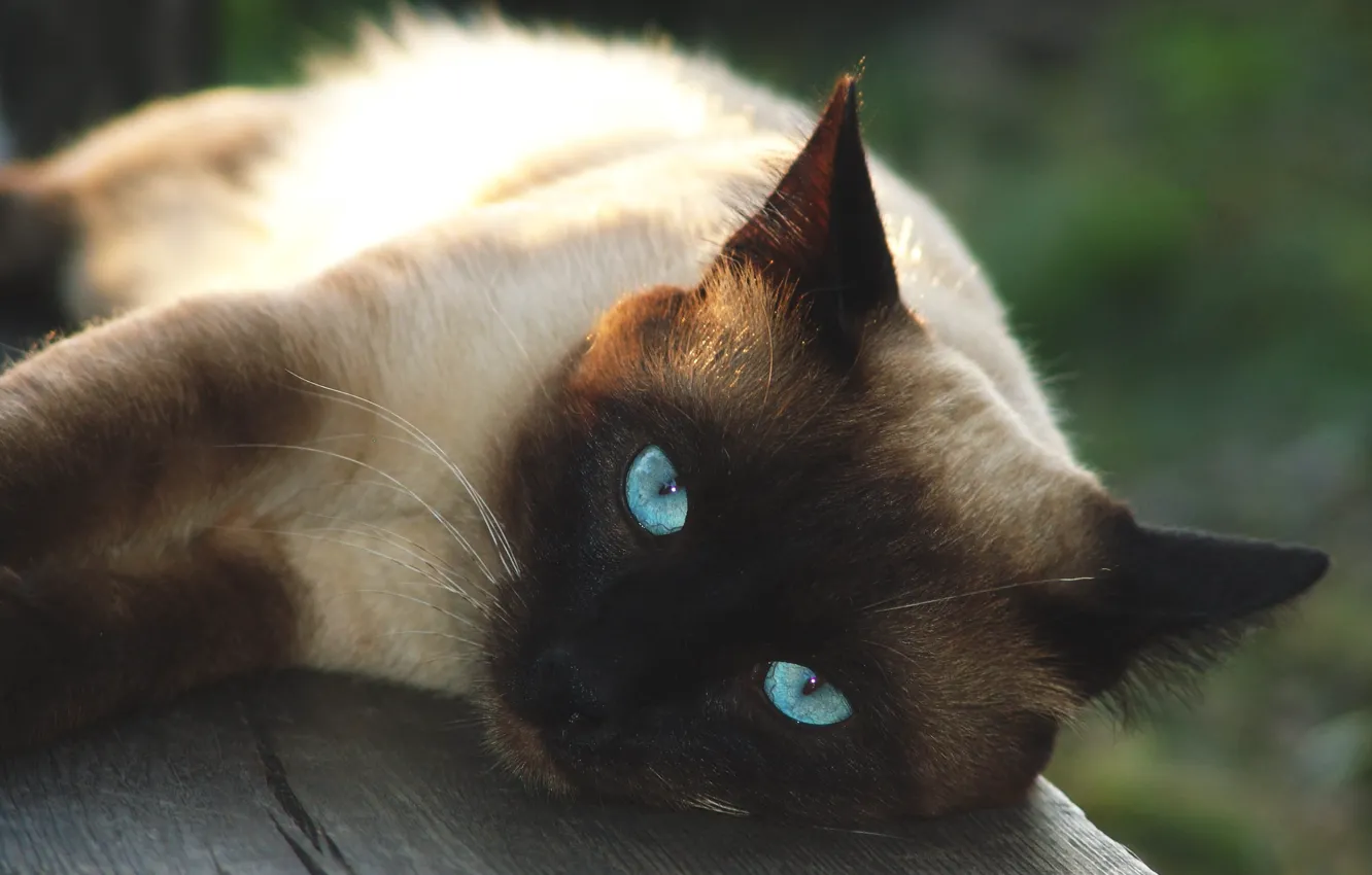 Photo wallpaper cat, cat, face, bench, Board, portrait, lies, blue eyes