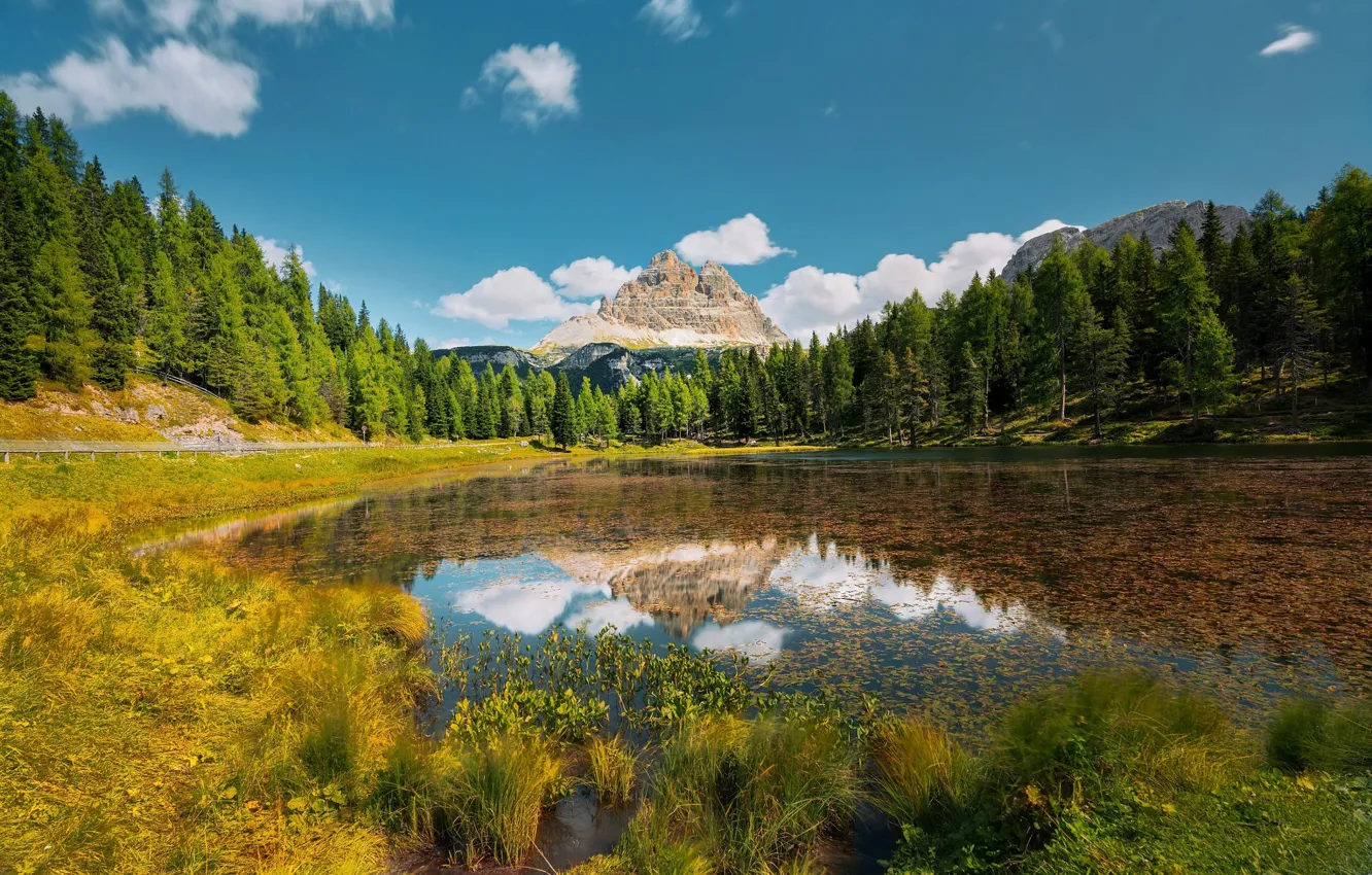 Photo wallpaper forest, shore, pond