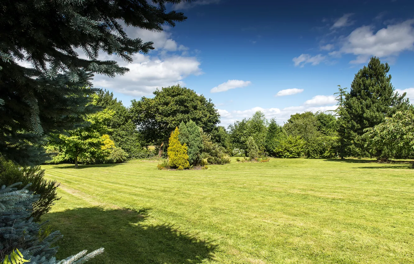 Photo wallpaper greens, summer, the sky, grass, the sun, clouds, trees, glade