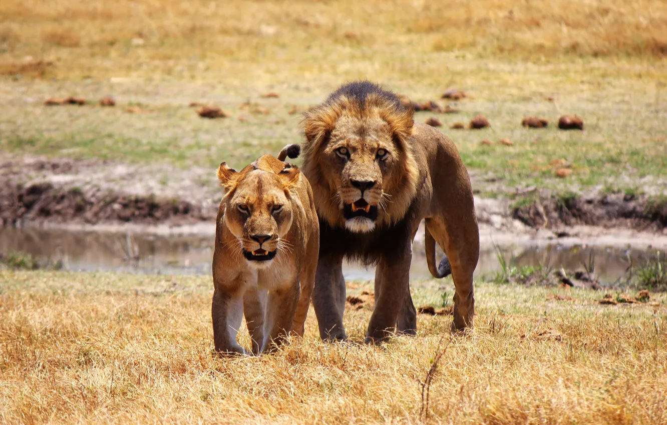 Photo wallpaper field, look, pose, predators, the situation, Leo, family, pair