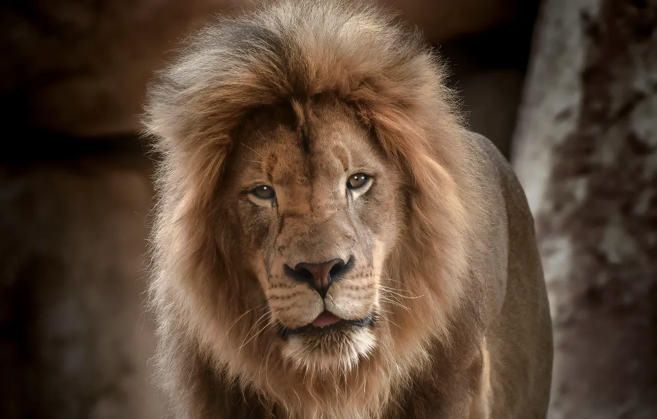 Photo wallpaper Leo, king, beast