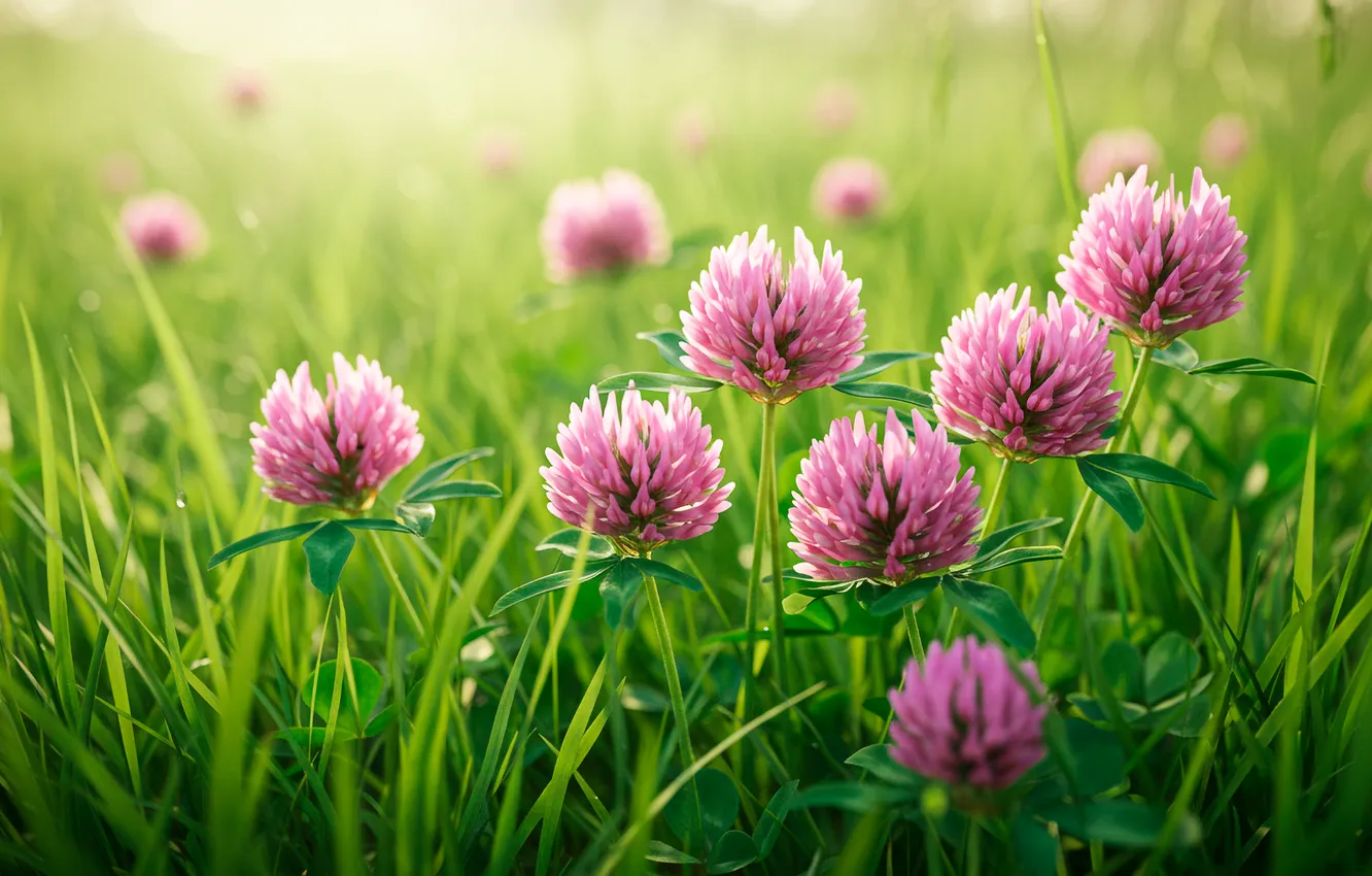 Photo wallpaper grass, Wallpaper, meadow, clover, wallpaper, grass, bokeh, bokeh