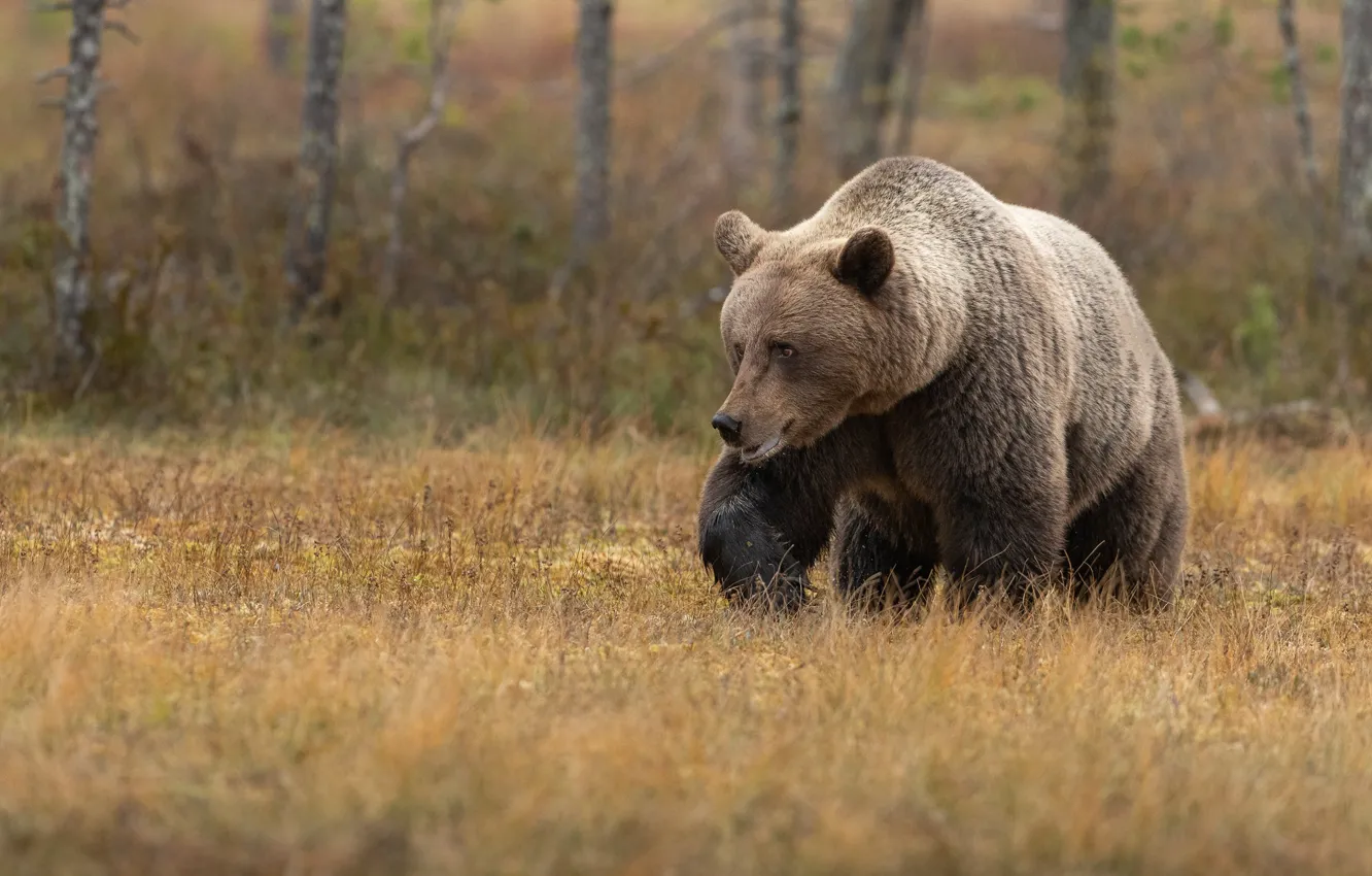 Photo wallpaper forest, grass, look, glade, bear, bear, walk, brown