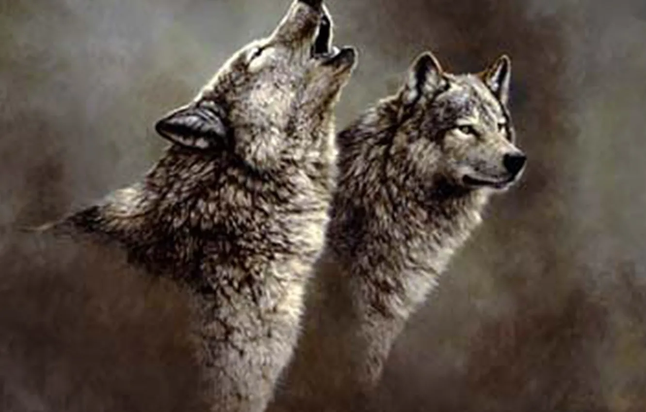 Photo wallpaper Predator, nature, animal, wolf, wildlife, portrait, portrait., Canis lupus. face