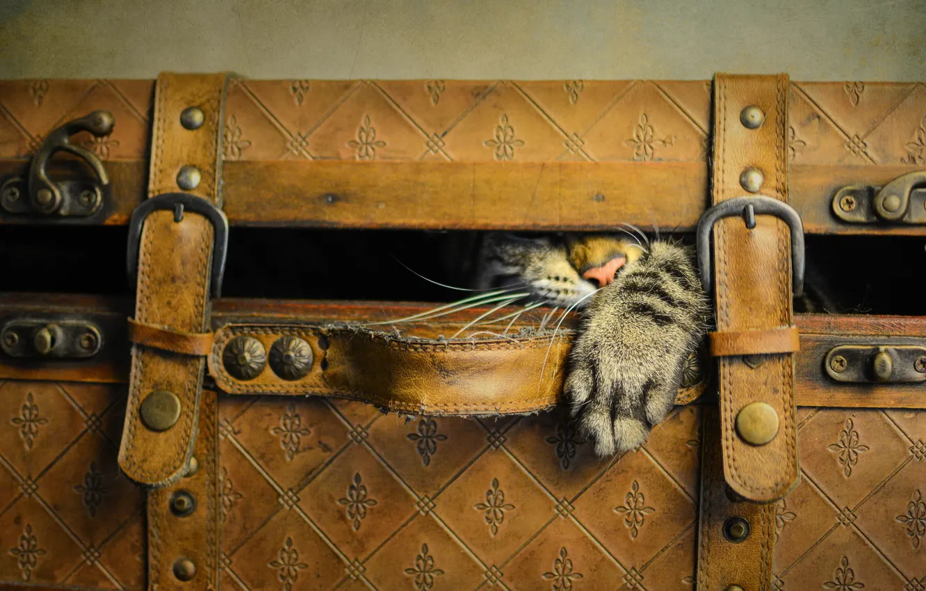 Photo wallpaper cat, cat, style, retro, the game, treatment, paws, nose