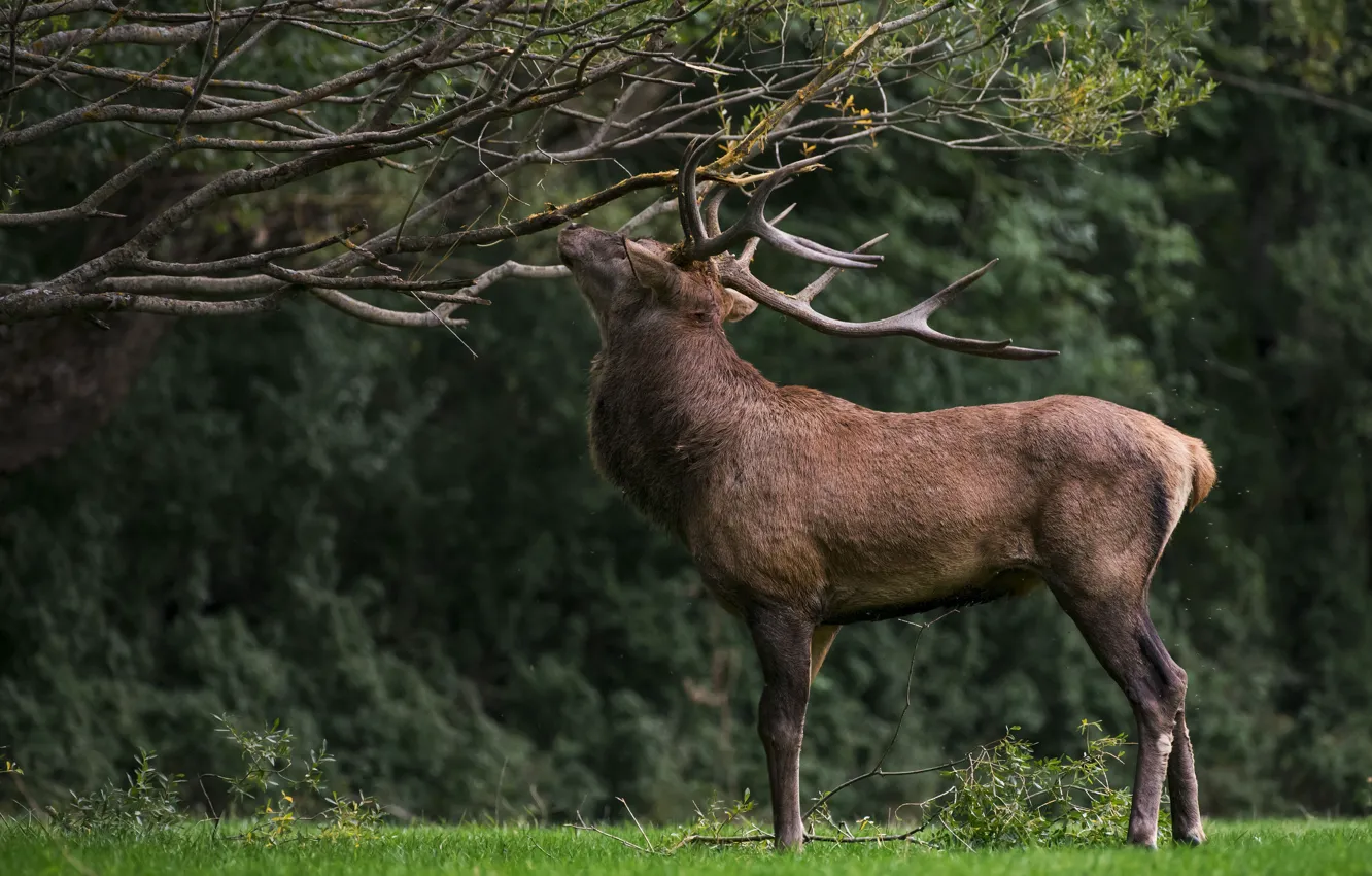 Photo wallpaper forest, trees, branches, nature, pose, foliage, deer