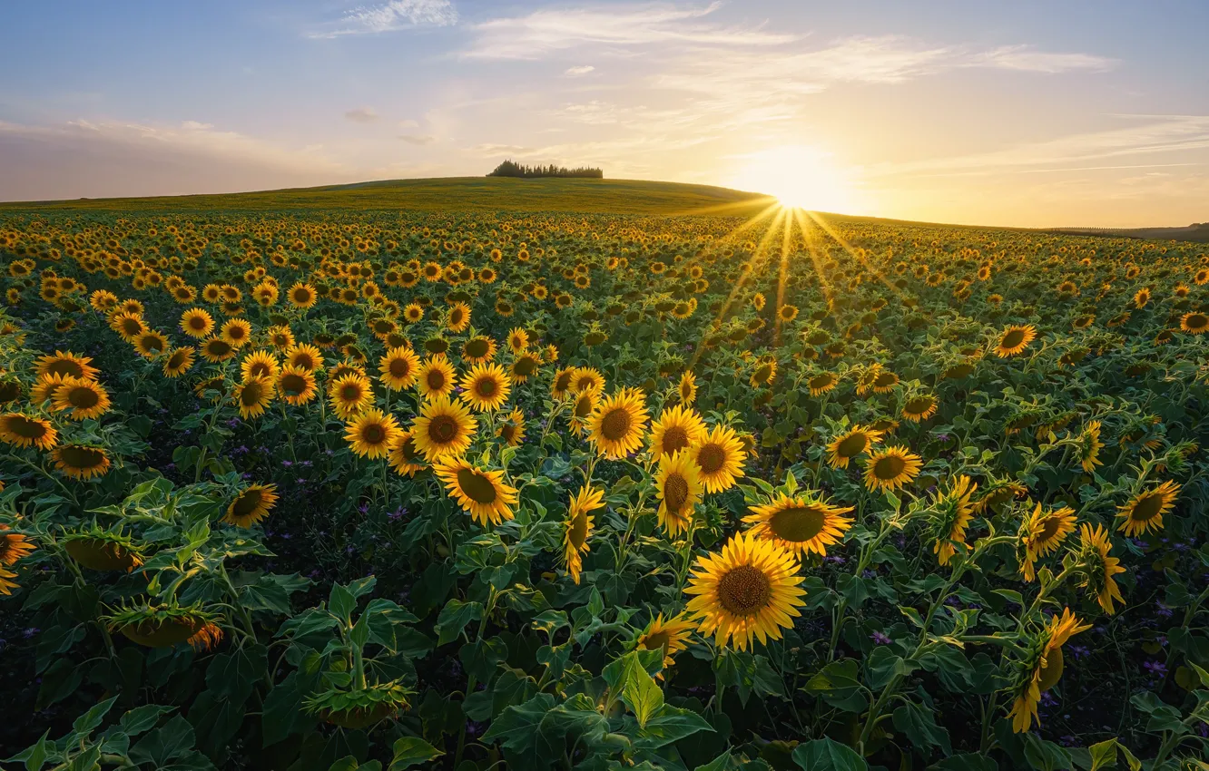 Photo wallpaper field, summer, the sun, clouds, rays, sunflowers, sunset, dawn