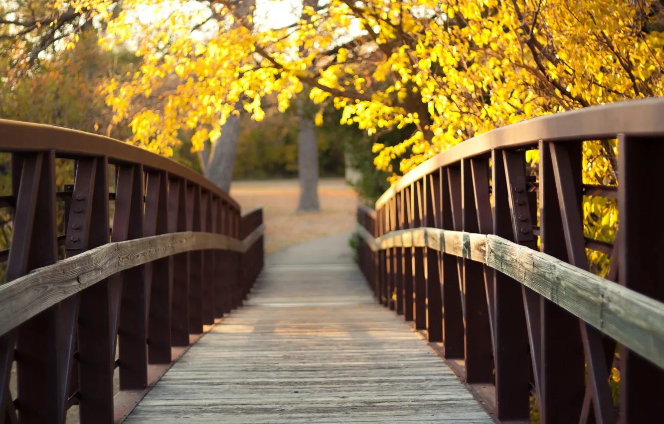 Photo wallpaper autumn, nature, glare, the bridge, yellow