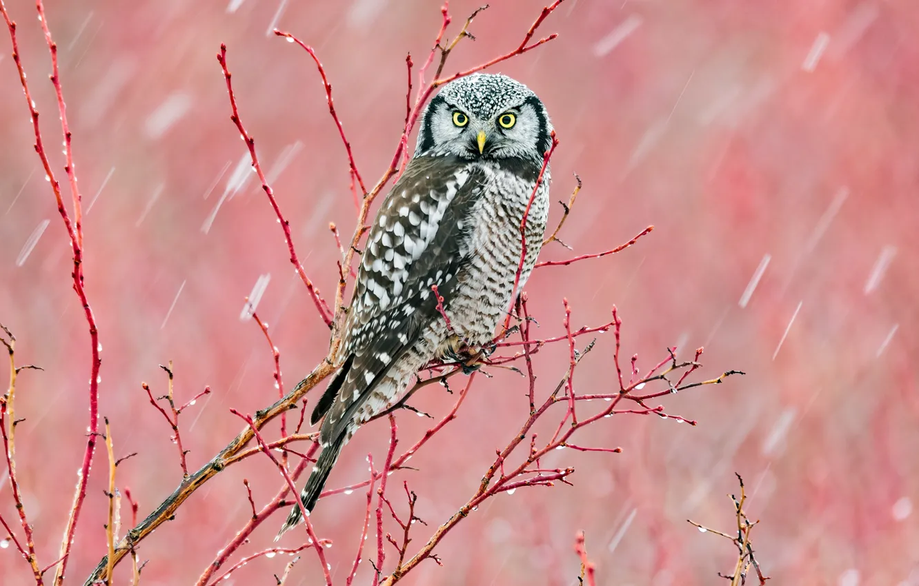 Photo wallpaper drops, branches, background, rain, owl, bird, pink, owl